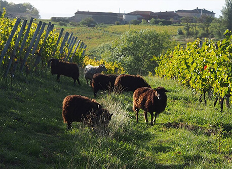 Notre philosophie L’amour du vignoble et son terroir