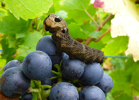 Notre philosophie L’amour du vignoble et son terroir