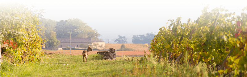 Notre philosophie L’amour du vignoble et son terroir