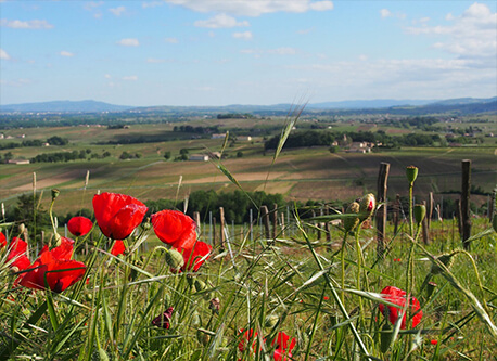 Notre philosophie L’amour du vignoble et son terroir