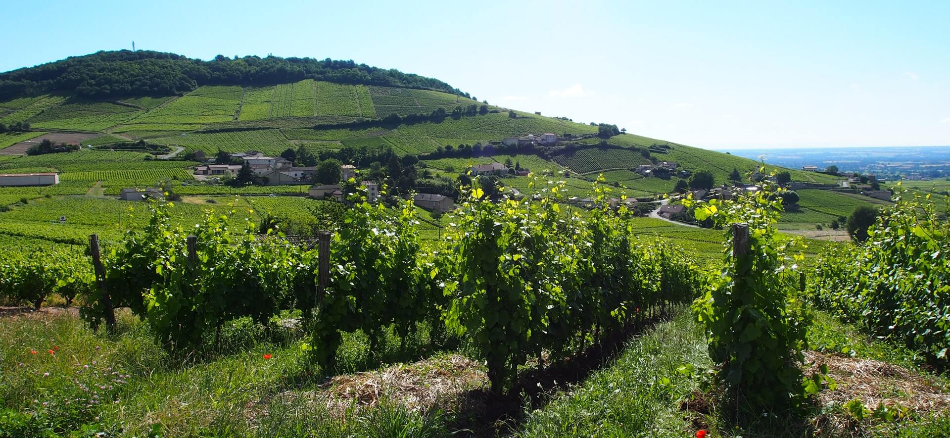 Nos parcelles Situer notre vignoble