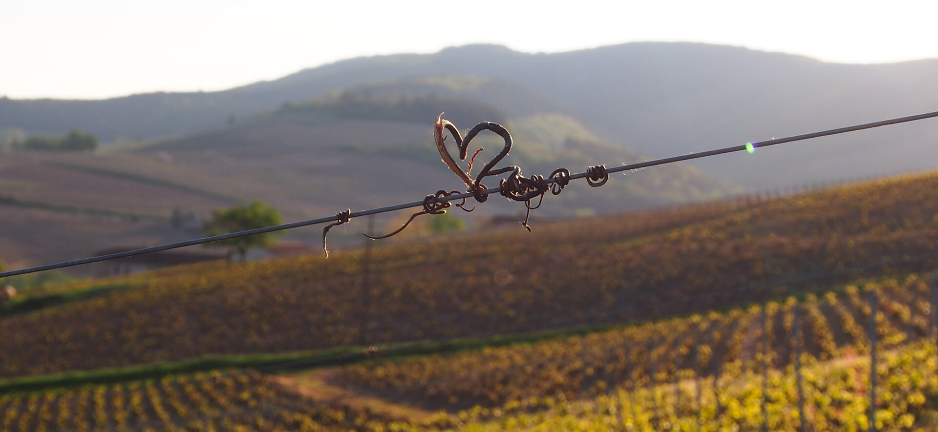 Our philosophy The love of the vineyard and its terroir