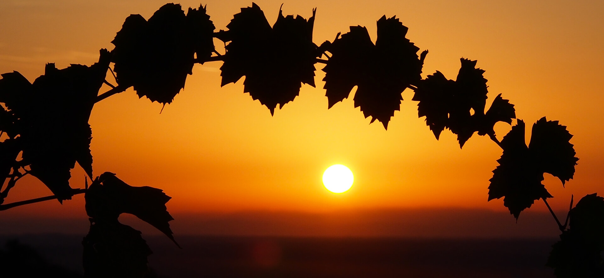 The perfect Balance Living by the cycle of the vineyard