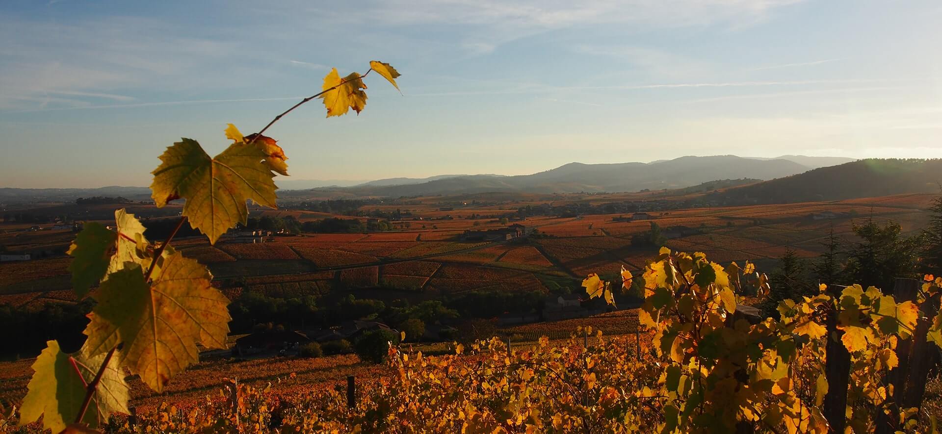 The grape harvest Autumn