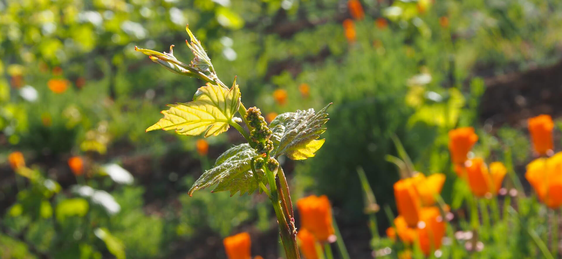 Le renouvellement Le Printemps