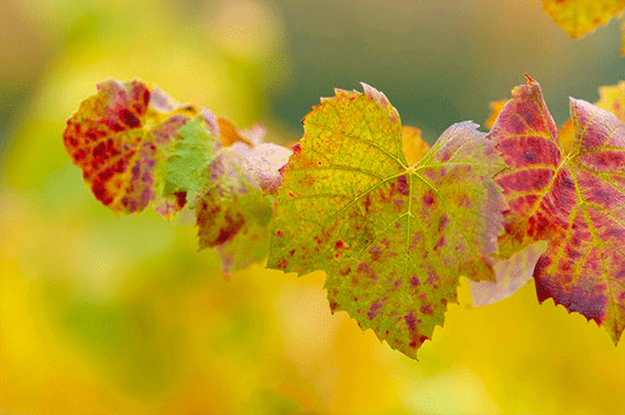 L’amour du vignoble