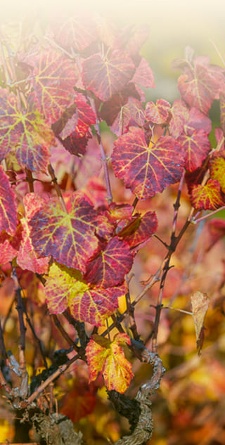 Saison Automne