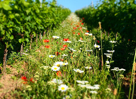 Our philosophy The love of the vineyard and its terroir