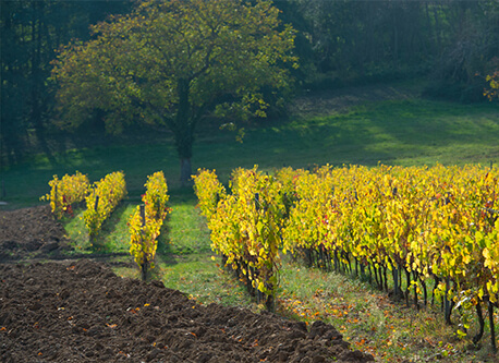 Our philosophy The love of the vineyard and its terroir