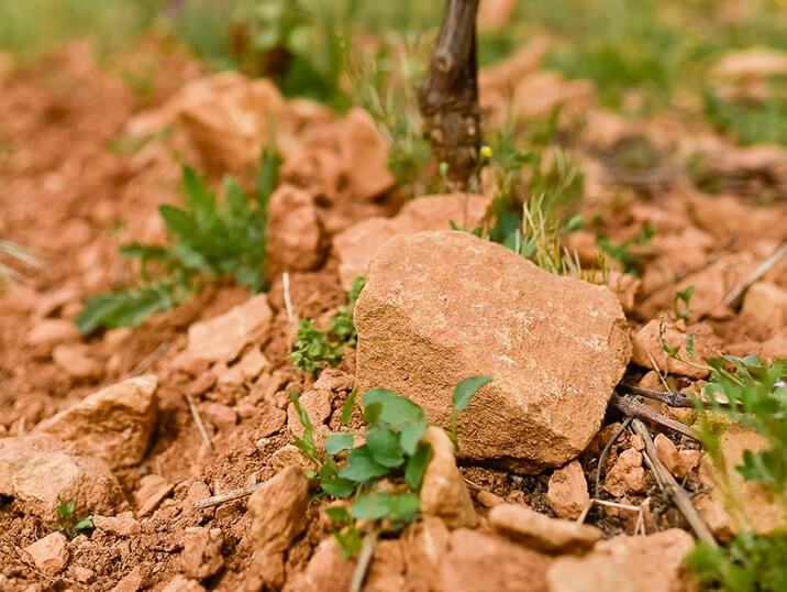 The “Golden Stone” of southern Beaujolais