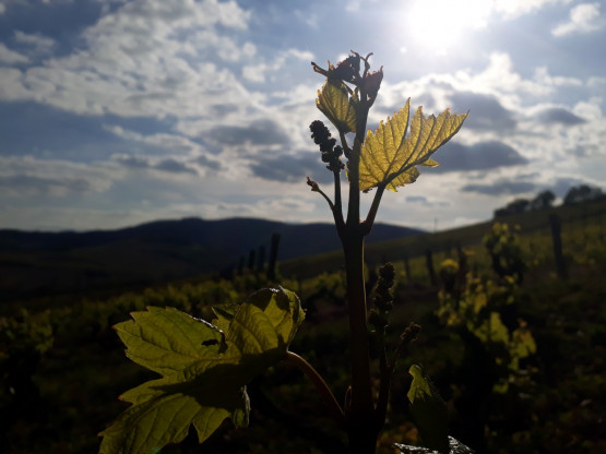 Printemps sur la Côte de Brouilly