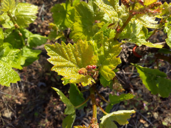 Printemps sur la Côte de Brouilly