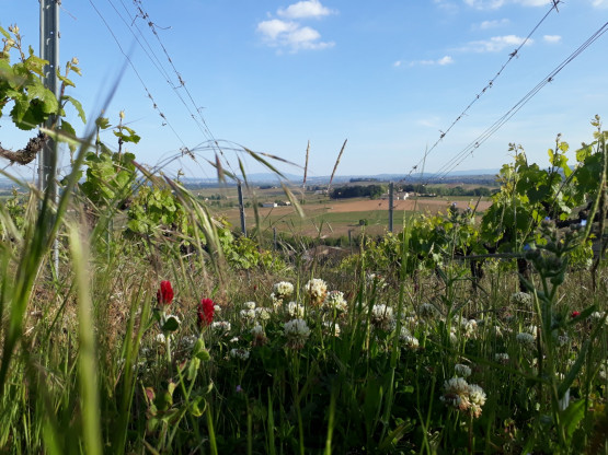 Printemps sur la Côte de Brouilly