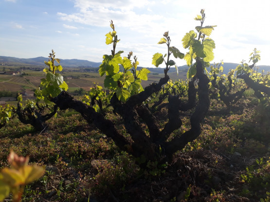 Printemps sur la Côte de Brouilly