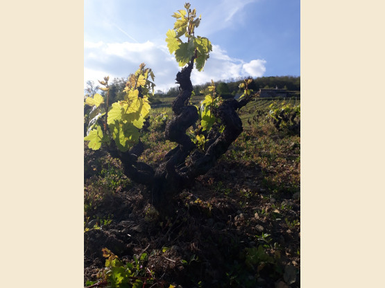 Printemps sur la Côte de Brouilly