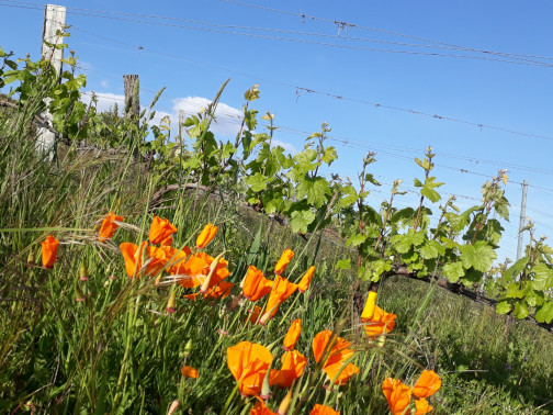 Printemps sur la Côte de Brouilly