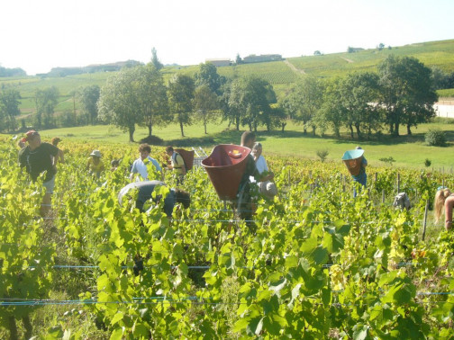 Photos des vendanges