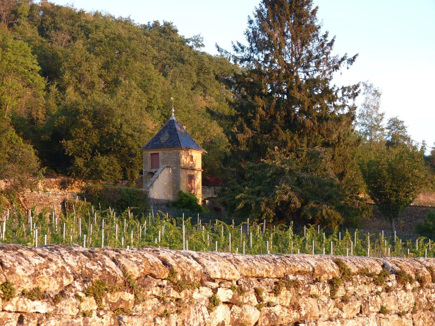 Plantation en Chardonnay du Clos de Rochebonne (Theizé)