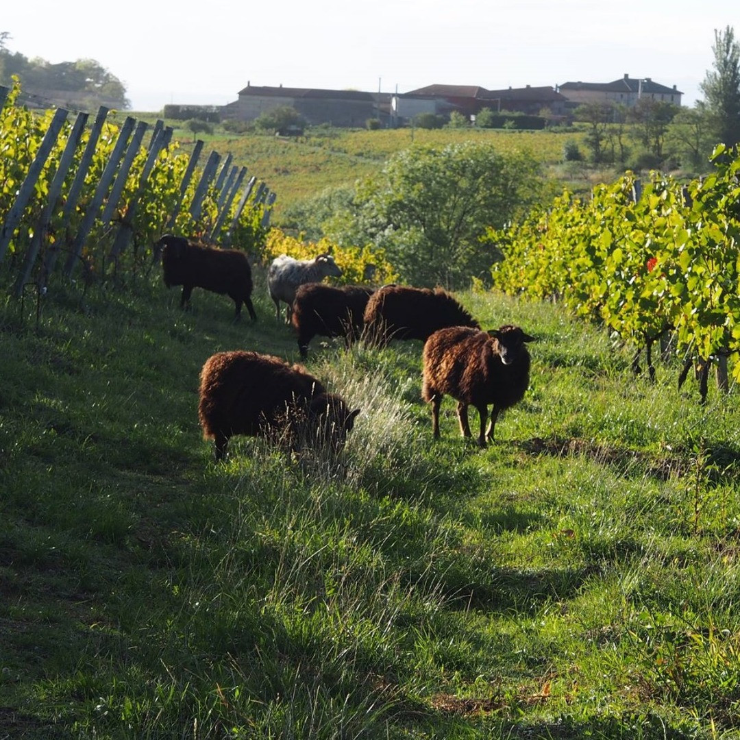 Les moutons arrivent au domaine