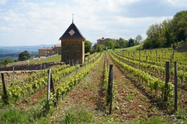 "Clos de Rochebonne" Burgundy Report by Bill Nanson - 2019/07