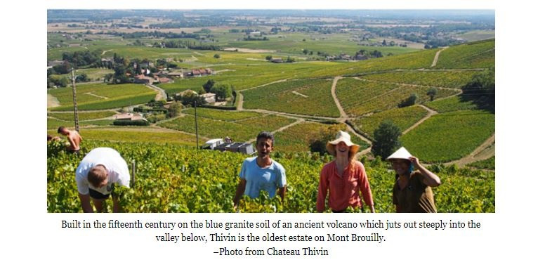The best of Beaujolais   by Robin Garr -  WINE LOVER PAGE | Dec. 12, 2021 - 2021/12